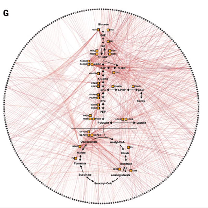 Network of interactions between metabolites