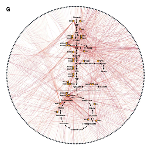 Network of interactions between metabolites