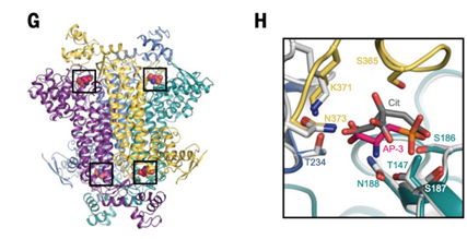 structure of the enzyme fumarate hydratase (FH) with ligands. Right: enlarged view of FH’s active site in interactions with ligands